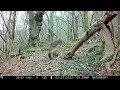 Example Footage | Browning Spec Ops Elite HP5 Trail Camera