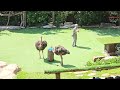 Must-Watch Bird Show at Vinpearl Safari, Phu Quoc, Vietnam