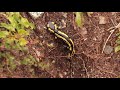 Beautiful yellow salamander walking into the wild