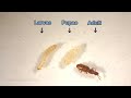 Saw-toothed Grain Beetle Life Stages