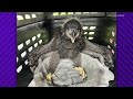 Baby eagle rehabilitated by Austin Wildlife Rescue