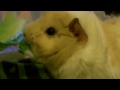 Feeding My Guinea Pig - Meryl - HD