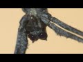 Ogre-Faced Spiders Flip Out Over Certain Sounds