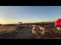 Husky Sled Ride - Iceland November 2019