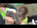 Die Rieke-Show: Orang-Utan Baby Zoo Berlin