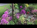 My Spring garden 2024 #garden #flowers #shortsvideo
