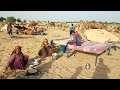 People living in the desert and their morning routine ||Camel herders desert life style #life