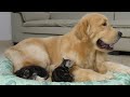 Golden Retriever Is A Tiny Kitten's Best Bedtime Buddy(Cute Explosion)