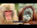 Animals Can: Macaques & Orangutans / Monkeys and Apes
