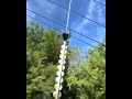 Trimming of trees through helicopter