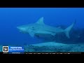 How to lower risk of shark attacks | The Answer