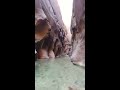 Hiking The Narrows at Zion National Park