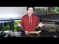 How NOT to Care for Bearded Dragons - Mistakes to Avoid!