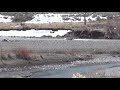 Gray wolf attacks elk in river in Yellowstone National Park, another way wolves change rivers.