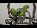 Parrot Sound Videos Compilation