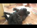 Why Silverback takes a break in a place he doesn't usually go｜Shabani Group