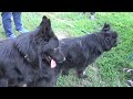 GHOST and DOLLY. Black long haired German Shepherds. Odessa.