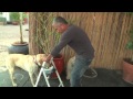 Cesar Millan Explains: Aggression During Feeding