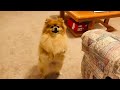 Pomeranian cute dogs Barking and funny dogs bark for treats