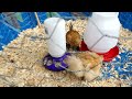 Silkie and Mille Fleur d'Uccle chicks