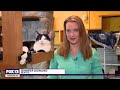 Cat-astrophe averted after attempted burglary | FOX 13 News