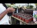 Planting Corn Into Containers .........Small Container Gardening / Raised Bed Gardening