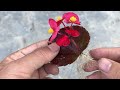 Surprised with how to propagate begonias from leaves│Begonia