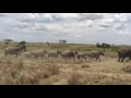 Elephants charge lions