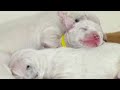 Dalmatians: Firehouse Dogs