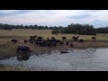 Massive Croc VS 1-Ton Buffalo - EPIC FOOTAGE!