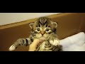 Molly's 3 Week Old Kittens #jenericatz #siberianforestcat #crookstonminnesota