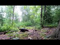 Trail Cam Videos- WingHome Edition