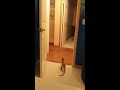 Annie The Dog Terrified by a Plastic T-Rex Toy and Won't Enter Bedroom.