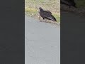 Vulture/buzzard munching on a Squirrel.