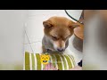 You Laugh You Lose😹Funniest Dogs and Cats 2024😻🐶