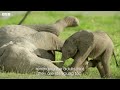 How To Raise A Baby Elephant | Dynasties ﻿II | BBC Earth