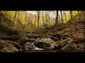 10-hour River Ambience • Relaxing Water Sound • 4K nature white noise study focus relax sleep