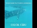 WHALE SHARKS WATCHING & SNORKELING AT OSLOB CEBU