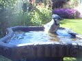 Blue Jay bathing - birding
