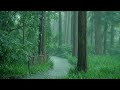 Rain in the forest path（3）, sleep, relax, meditate, study, work, ASMR