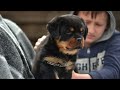 6 Things You Must NEVER Do With Your Rottweiler Puppy