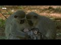 The Emotions of Motherhood in Primates | Natural World Mothers and Babies | BBC Earth