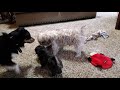 Puppies playing again