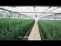 2 hectare film greenhouse for tomato, pepper, eggplant