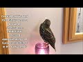 European Starling mimics words (