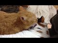 ASMR Cat licking other cat’s ear (LOOPED)
