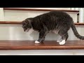 My cats follow me up and down the stairs