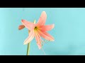 25.How to get more flowers from Amaryllis lilly bulb|Easy care and tips|7 years old flower bulb