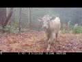 Alabama Wildlife Trail Camera Videos Winter 2022-2023 (Deer, Wild Boar, and More)