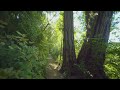 Beautiful Redwoods Walk - Stunning 4K Slow Motion Hike on Stout Memorial Grove Trail - #2